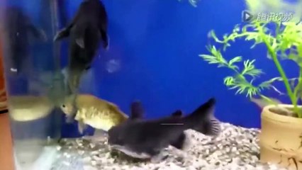 A fish-eat-fish world: Catfish eats prey almost equal its size