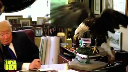 Un aigle attaque Donald Trump - Zapping du 11 décembre