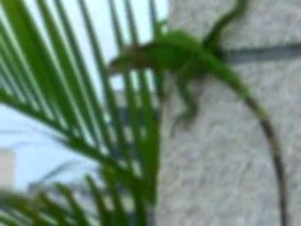 Iguane du matin