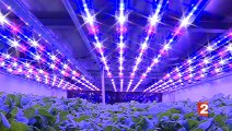 Des salades sous les néons d'un hangar : à New York, on invente l'agriculture du futur