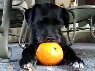 Portakal seven Köpek