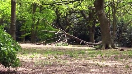 Giant Anaconda vs Jaguar  Python vs Tiger  Python vs Leopard