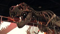 Did Dark Matter Cause Dinosaur Extinction?