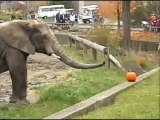 Cleveland Metro Parks Zoo Elephants Dine On Pumpkins