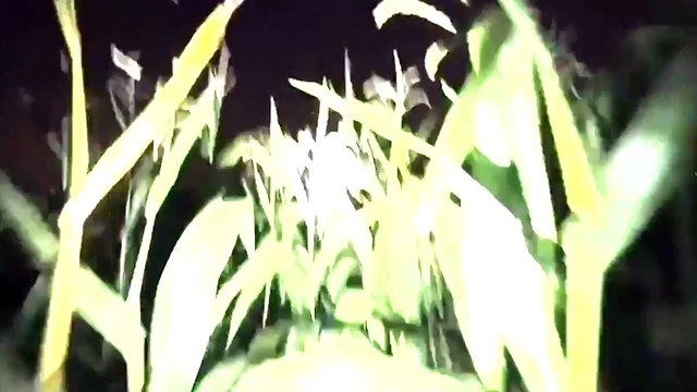 UFO Sightings SCARY UFO ENCOUNTER~Multiple UFOS Swarm Man In Cornfield! 2015