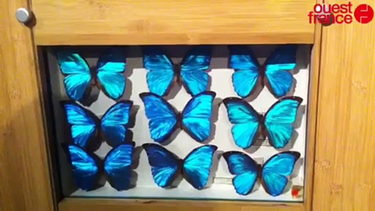 "Créatures" au château des Ducs