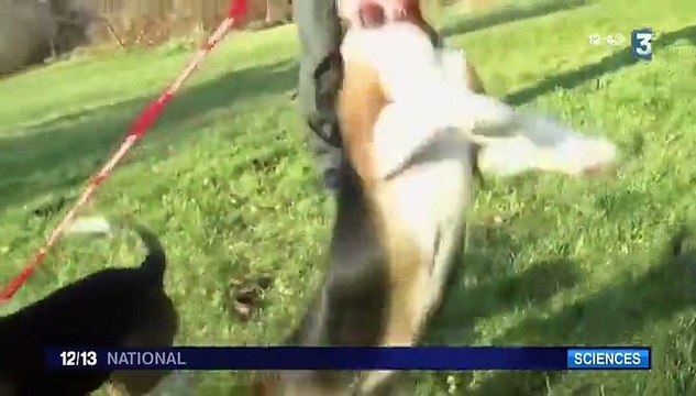 Naissance des premiers chiots-éprouvette aux États-Unis