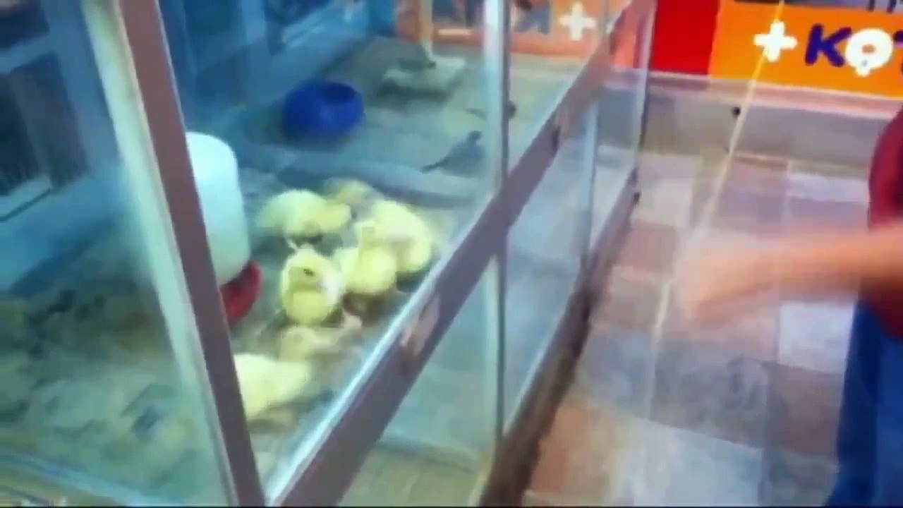 Extrem Lustig -Zum Totlachen lustig! #1