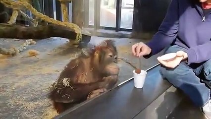 Sihir Numarası Karşısında Gülmekten Yerlere Yatan Orangutan - Akıllı TV Video