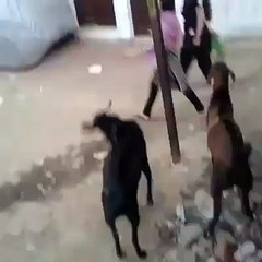 girl hit by goat badly