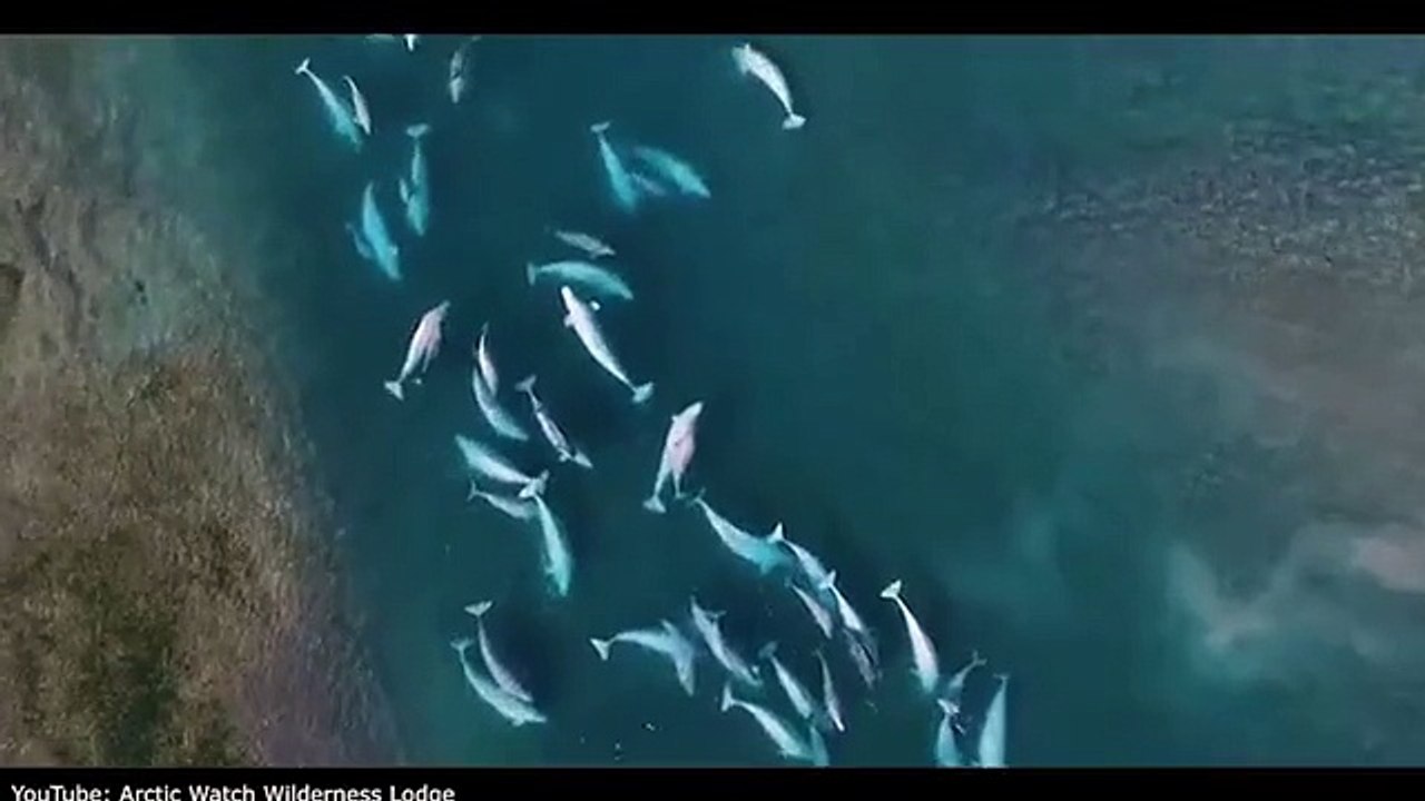 Drone films breathtaking birds eye view of beluga whales
