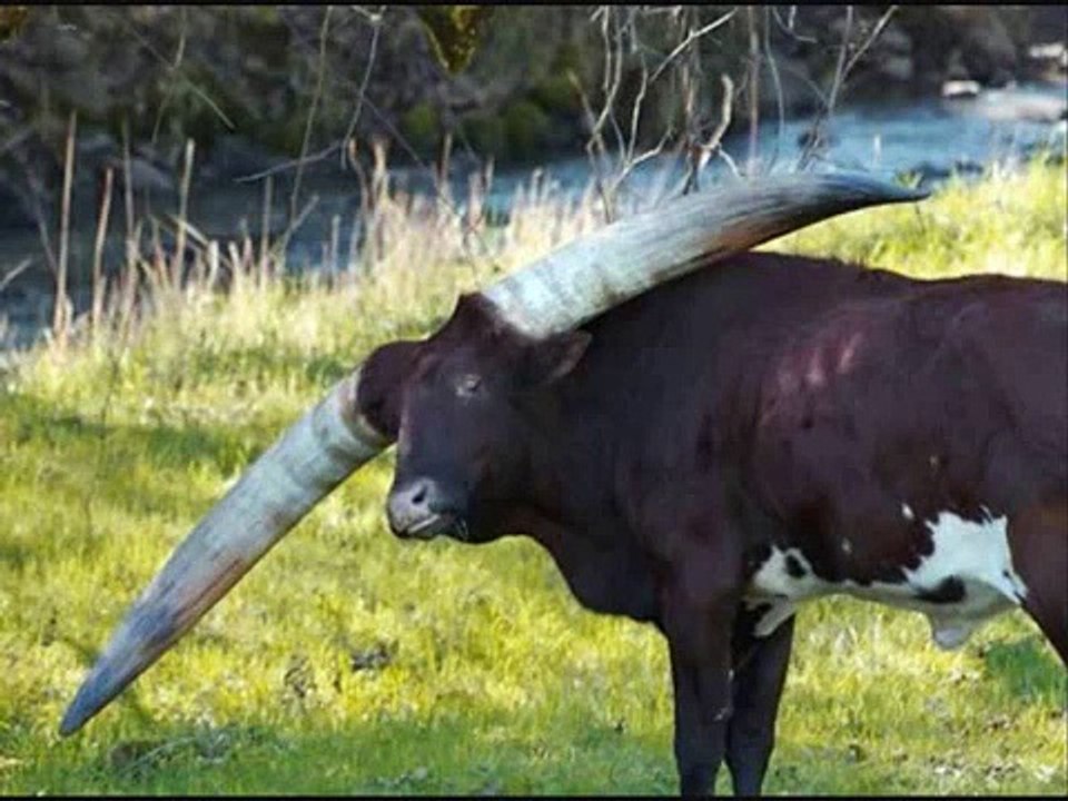 100 Most Weirdest and Rarest Animals in the World Real Pictures (Not Photoshopped)
