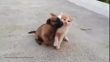 cutest fight ever little kitten vs little puppy cute video ever - must watch
