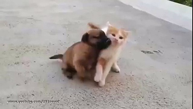 cutest fight ever little kitten vs little puppy cute video ever - must watch