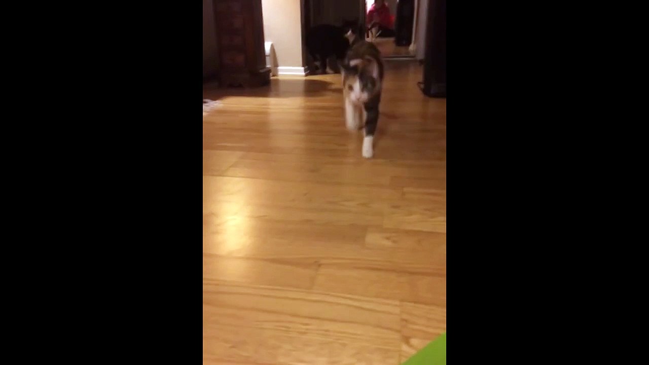 Cat Steals Singing Card