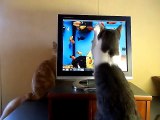JUST STOP ! - Too Cute !! Cat uses extreme measures to stop brother's scratching !