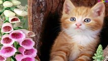 Liên Khúc nhạc thiếu nhi ♪ Chú Mèo con - Con Mèo trèo cây cau - Rửa mặt như Mèo