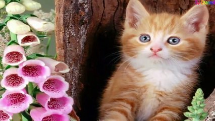Liên Khúc nhạc thiếu nhi ♪ Chú Mèo con - Con Mèo trèo cây cau - Rửa mặt như Mèo