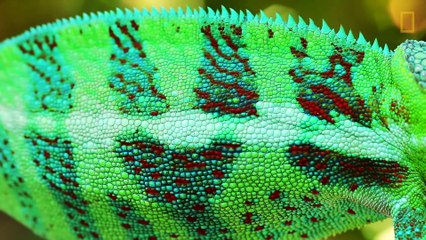 Beautiful Footage_ Chameleons Are Amazing