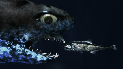 TIL: Some Sharks Can Glow In The Dark