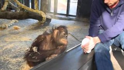 Monkey Sees A Magic Trick
