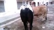 Biggest Bulls Multan Cow Mandi 2015