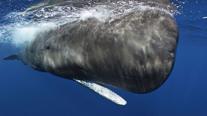 Documentary - Ocean Giants 3of3  Voices of the .Sea
