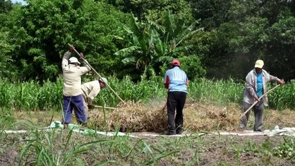 حبوب فاصولياء "سحرية" تقاوم الجفاف في أميركا الوسطى