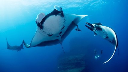 Documentary - Shark 2of3