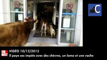 il paye ses impôts avec des chèvres, un lama et une vache