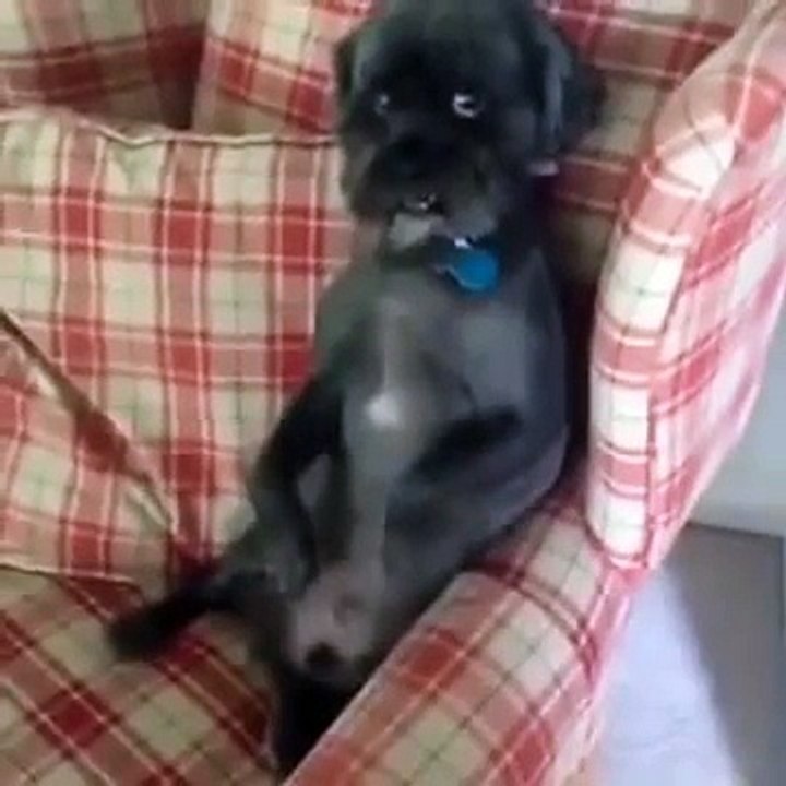 Animals are awesome - December 2015
