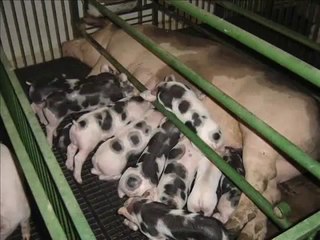 DECLARAÇÃO UNIVERSAL DOS DIREITOS DOS ANIMAIS PROCLAMADA PELA UNESCO EM SESSÃO REALIZADA EM BRUXELAS, EM 27 DE JANEIRO DE 1978.