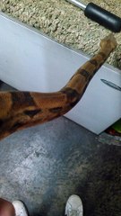 Casper the sharp ghost red tail