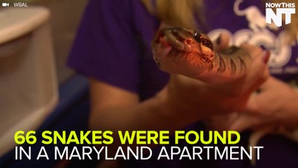 66 Snakes Found In A Maryland Apartment