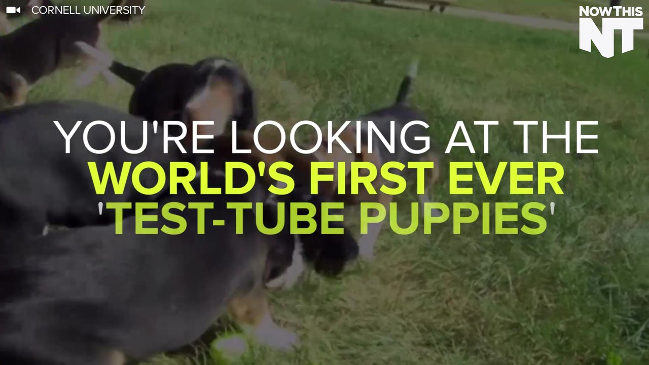 World's First Ever Test Tube Puppies Are Born