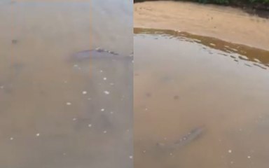Salmon Gets Caught in Golf Club Bunker