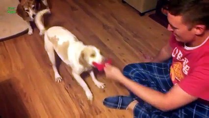 Funny Dogs Sliding on Wood Floors Compilation 2015 [HD]