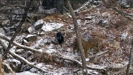Tiger and goat's friendship tugs at Russians' hearts