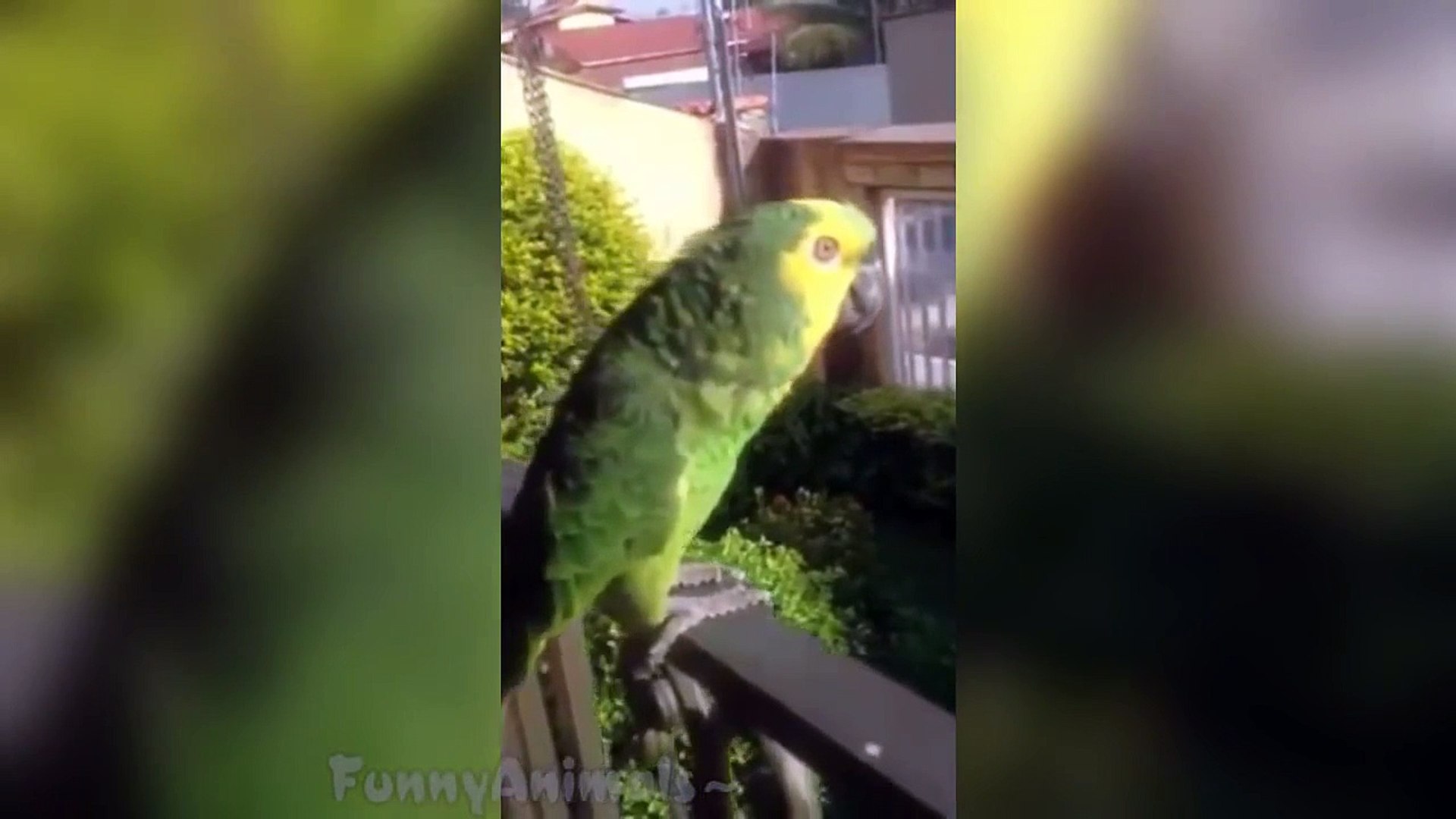 ⁣Funny Animals Vines Best Animals Videos