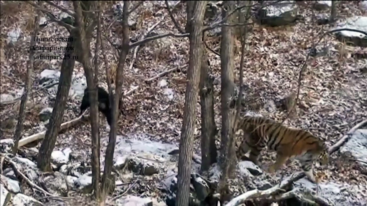 Tiger und Ziege sind beste Freunde