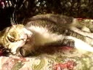 My Cat Open His Eyes While Sleeping