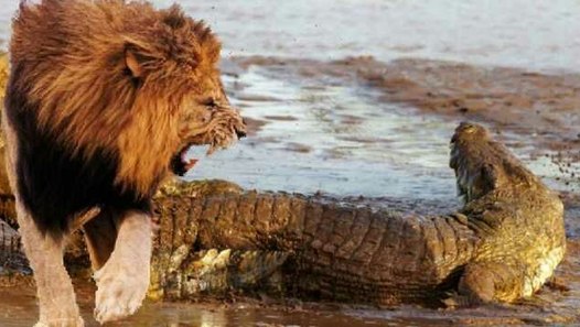 Male lions kill and eat crocodile Rare footages - video dailymotion