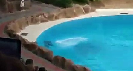 Amazing Dolphins Tricks and Dance