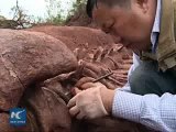 180 mln-year-old dinosaur fossils discovered in SW China 2015