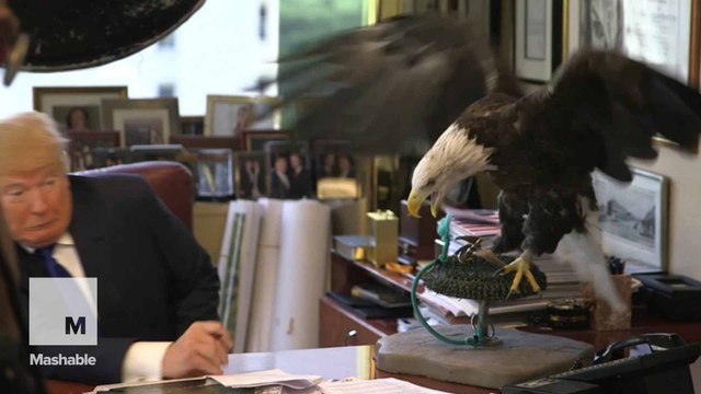 Donald Trump has dangerously close call with bald eagle