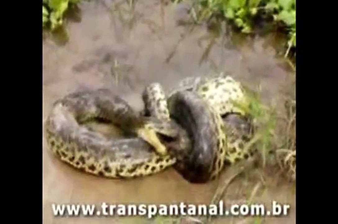 Biggest wild animal fights !!