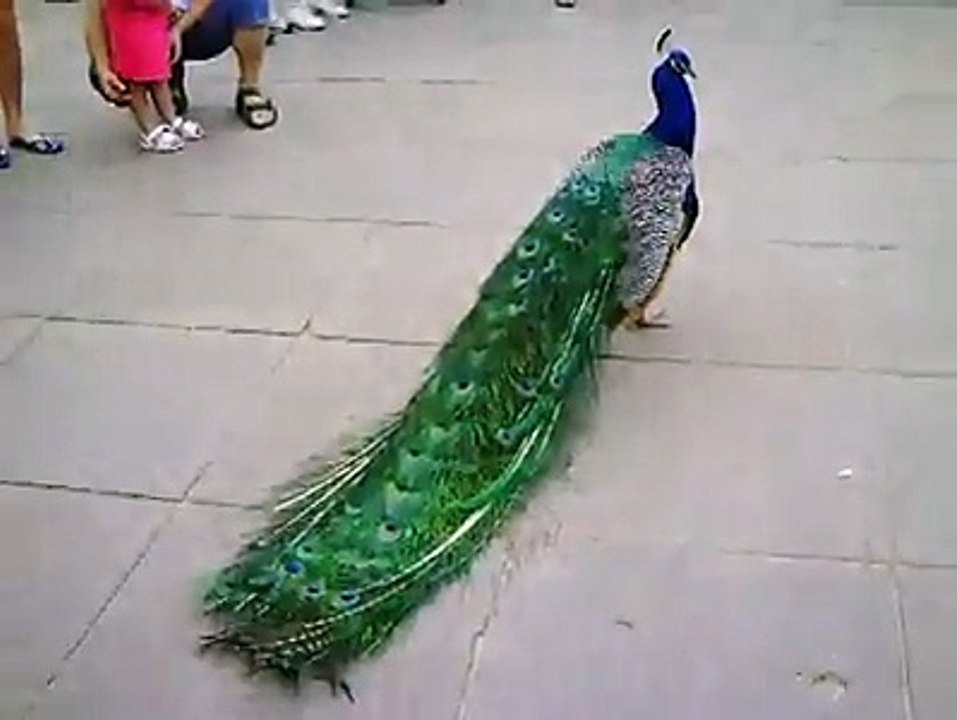 Beautiful bird