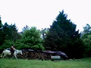 Prince saut de puce