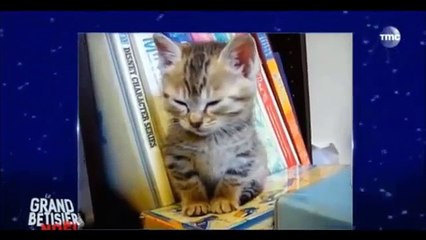 Bêtisier Animaux 2015