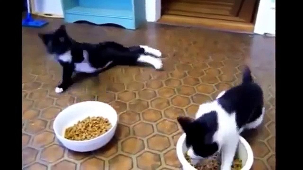 cats. Funny cats